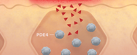 learn about PDE4